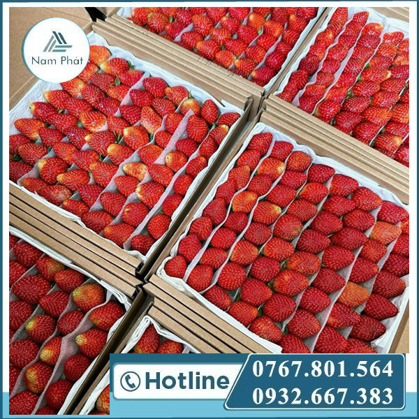 Màng Xốp Pe Foam Lót Trái Cây Tại Miền Nam